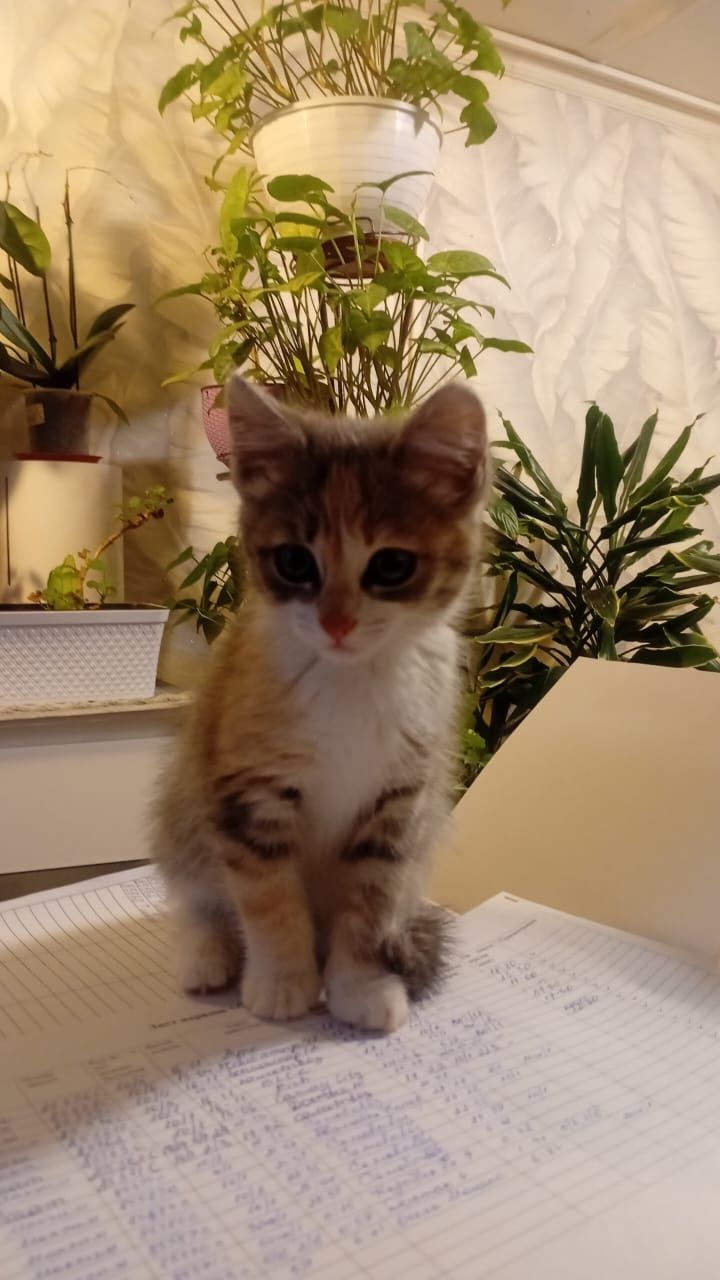 Отдам котёнка девочку 1,5-2 месяца,