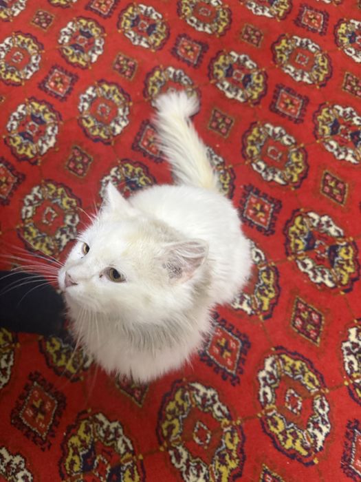 Отдам кота в хорошие руки