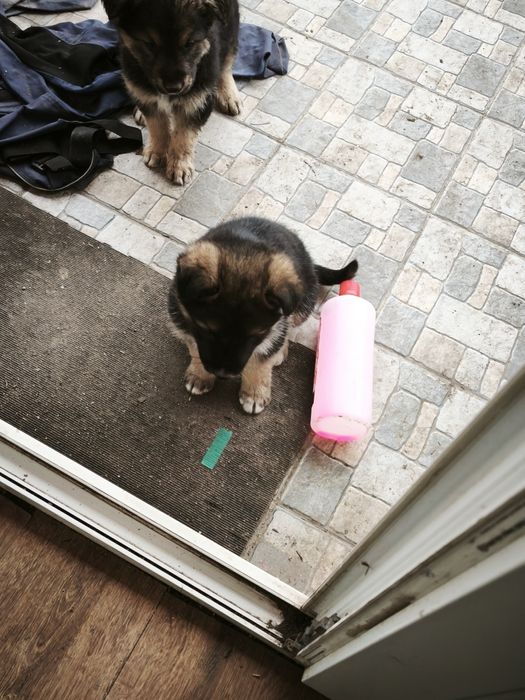 Donez căței  unu sau amândoi .