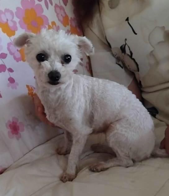 Metisi Bichon spre adoptie, gratuit