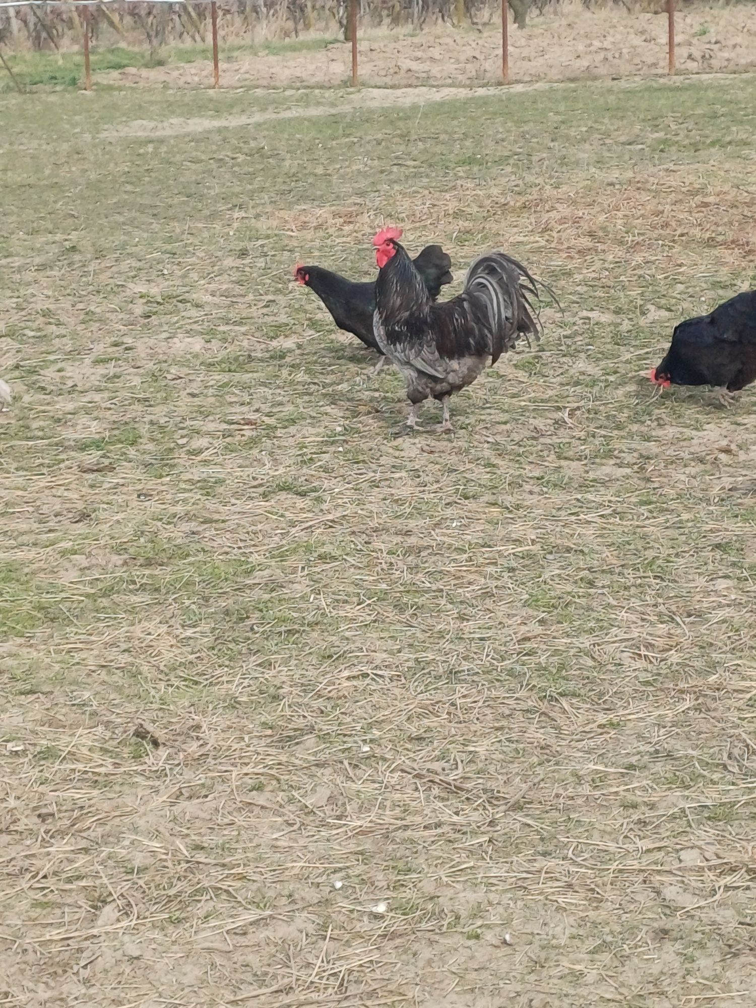 Oua australorp negru și albastru