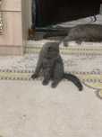 Шотландский вислоухий кот