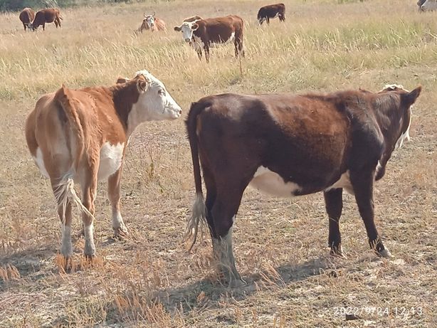 Продам крс телки три бычки 2 корова с теленком подсос
