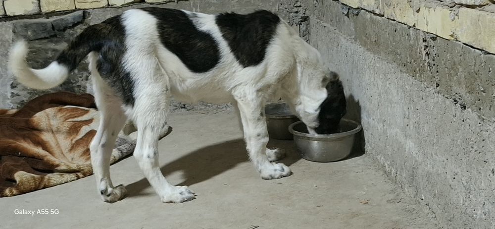 Чистакровный Алабай олти бармок хакикий.