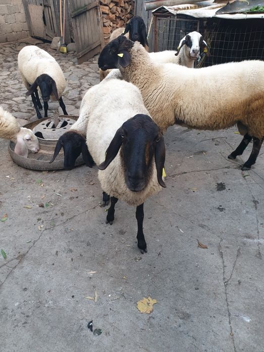 Vând berbec Carabas