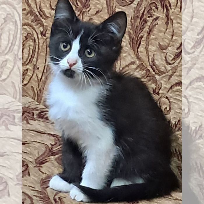 Котята ( прочтите сами и передайте своим знакомым)