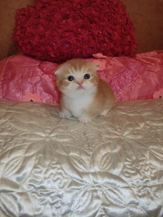 Готовится и бронируются котёнок Манчкин,золотой