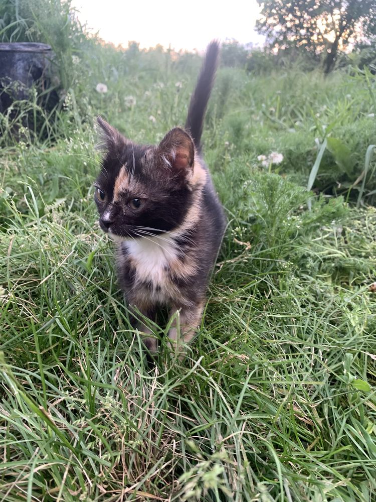 Котенок в добрые руки
