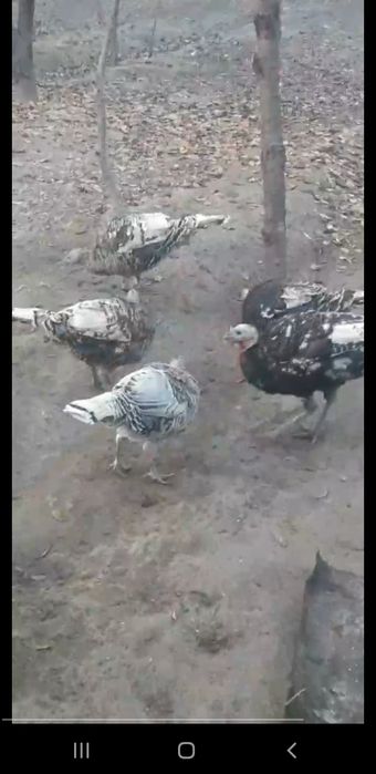 Kurka ( G‘uli g‘uli) sotiladi