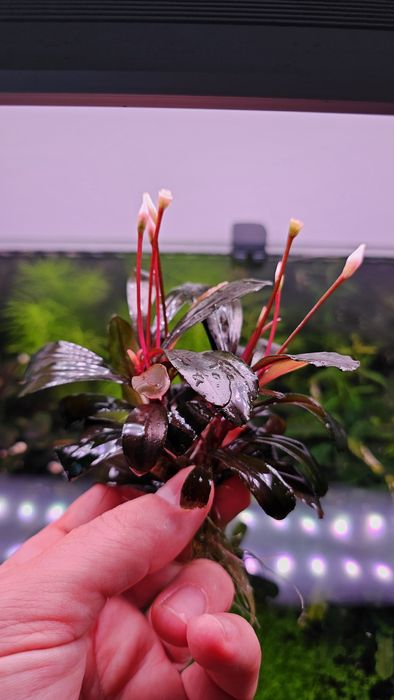 Plante de acvariu: Bucephalandra Serimbu Brown