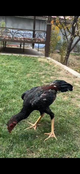 Дакан шоже июль 20.000