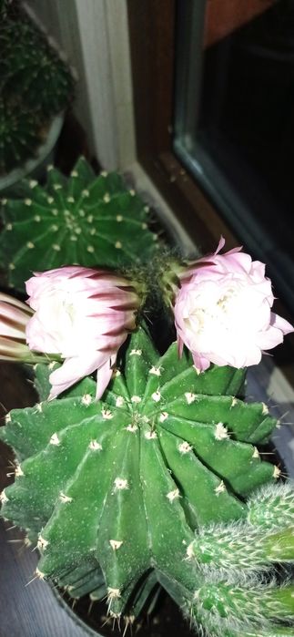 Продается Кактус цветущий