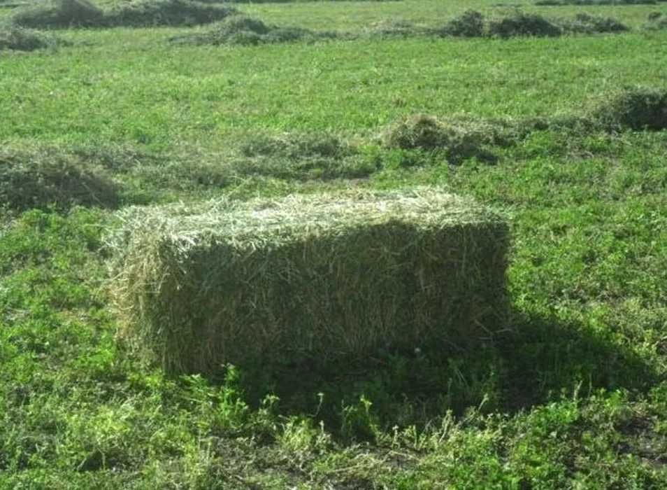 Vand baloti de fan si otava