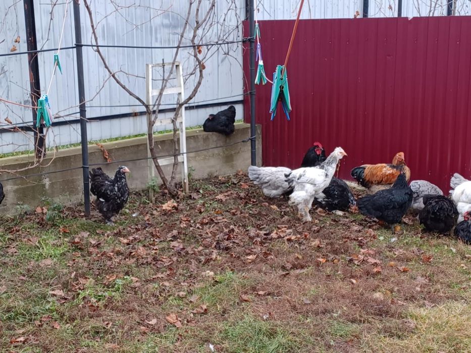 Vand doua perechi matase japoneza 200 perechea