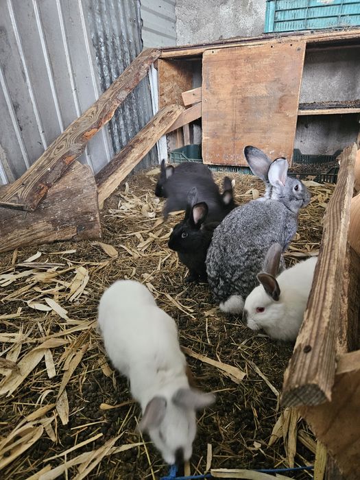 Iepurași de vanzare