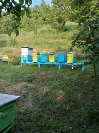 Пчелни отводки  на 3 4 5 рамки