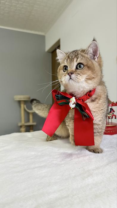 Baietel British Shorthair Chinchilla Gold - cu certificat pedigree !