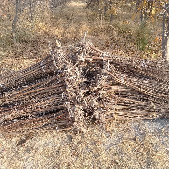 Gizilla Achchiq golos koʻchatlarimiz sotuvda