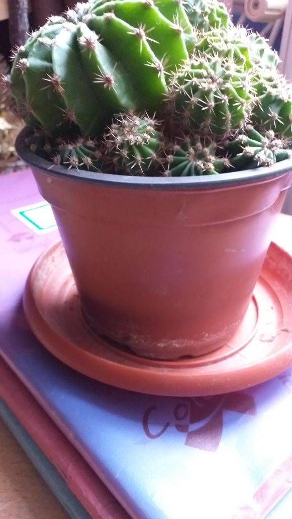 Cactus  ,planta cu tepi