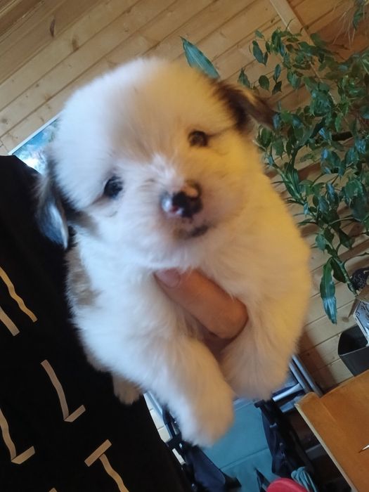 Кученца йорки - шпиц