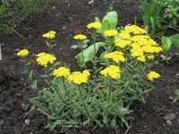 Coada soricelului galbena (Achillea aurea)