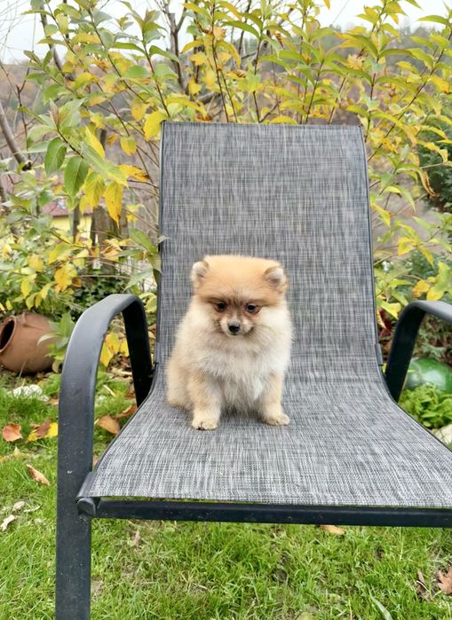 Померан момиче със втора ваксина.Померанче