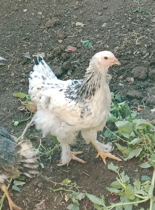 Хуроз Петух сотилади