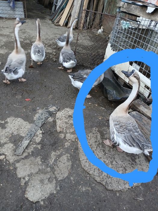 Vând sau Schimb, Gascan chinezesc