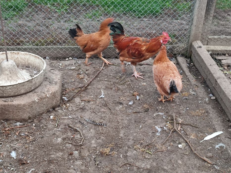 Puicuțe liliput (americane)