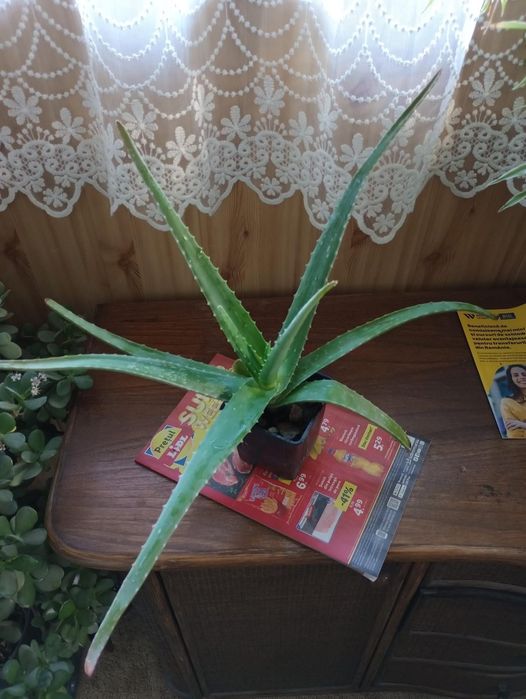 Vand Aloe Vera diferite dimensiuni