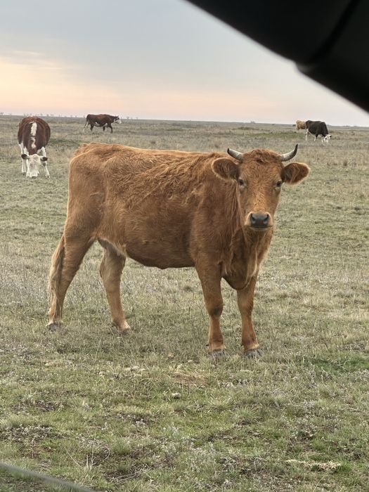 Корова,скот, ферма, продажа