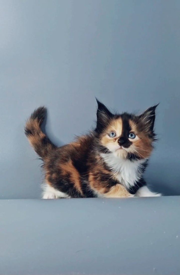 Мейн-кун котята из питомника.