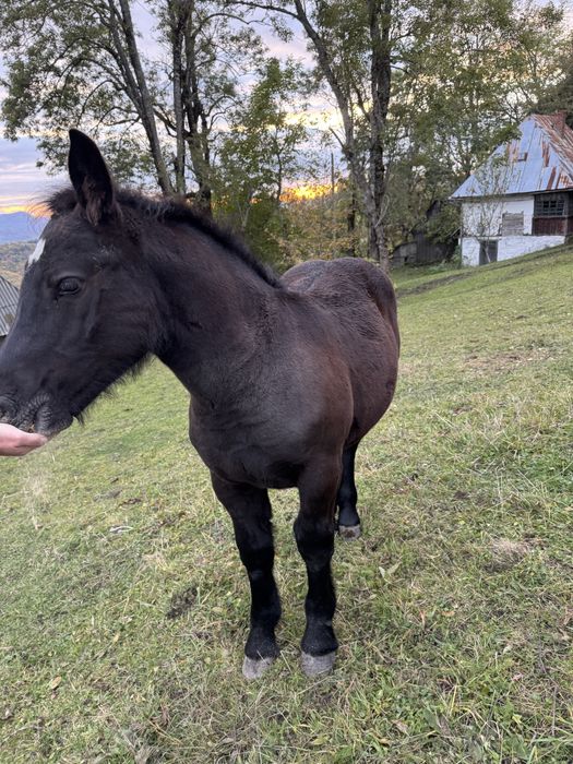 Vand iapa cu manz,se vând si separat