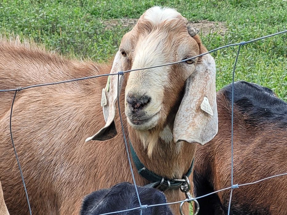 Tap rasa anglo nubian cu certificat de origine pedigree