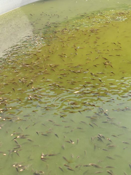 Puiet de crap romanesc, frasinet și oglinda