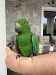 Papagal eclectus mascul pui 2025