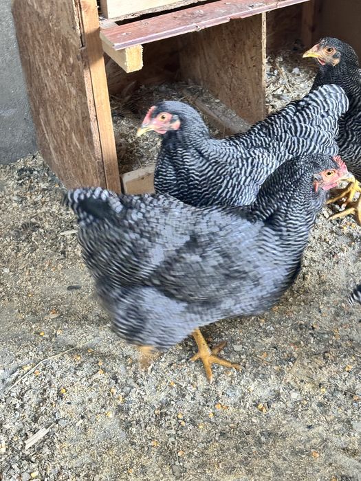 Oua pentru incubat Plymouth rock si Wyandotte argintiu