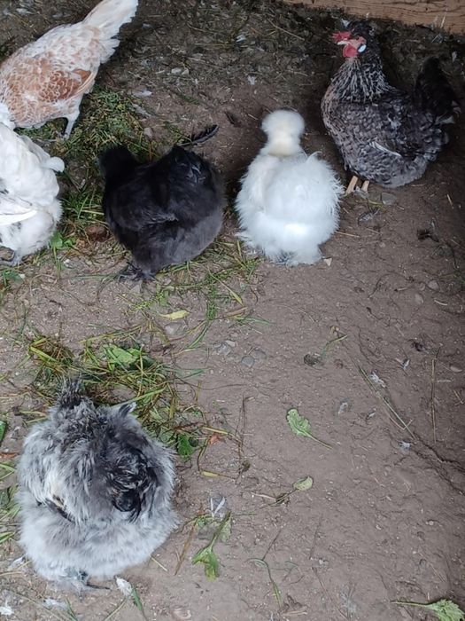 Vand doua perechi matase japoneza 200 perechea