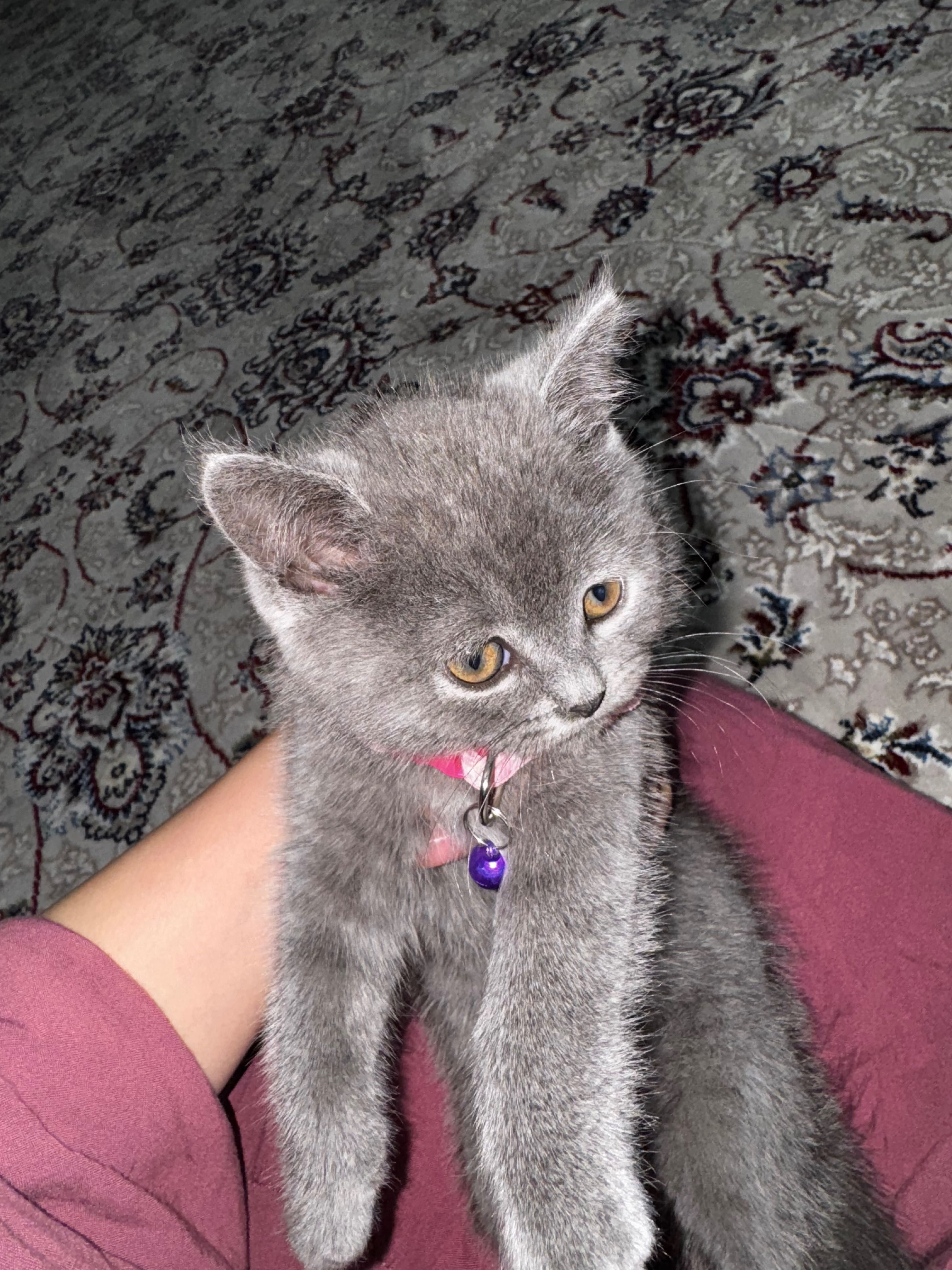 Кошка британский
