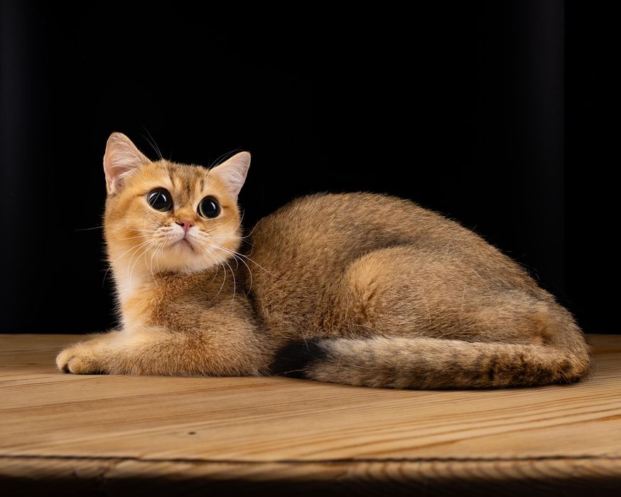 Кошка золотая шиншилла, возраст 1  год