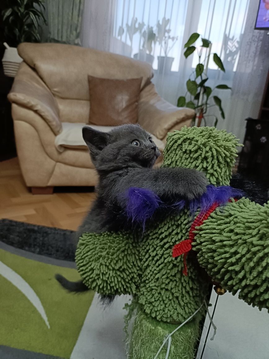 Căutăm familie iubitoare