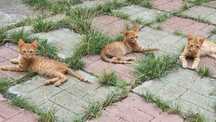 Pui PISICA spre adoptie in Baicoi Prahova