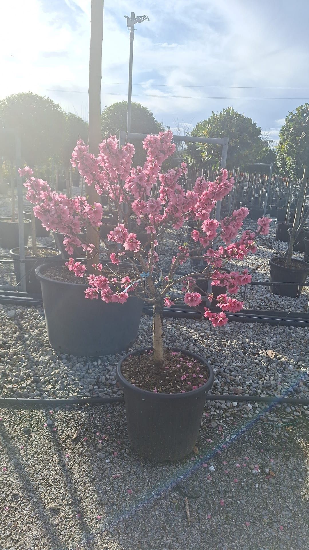 Magnolia,photinia Red Robin, artar japonez ,măslini, Camelia