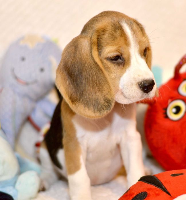 Pui Beagle tricolor din parinti cu pedigree