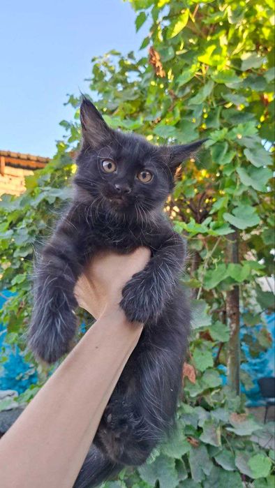 Пристраиваются в добрые руки котята