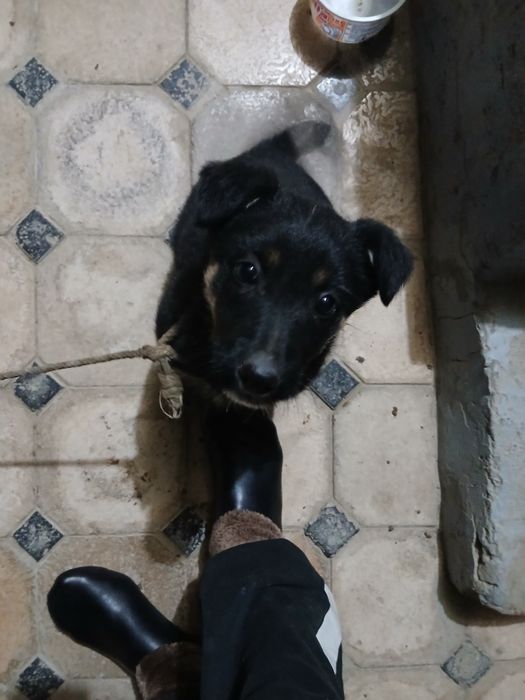 Немецкая апчарка