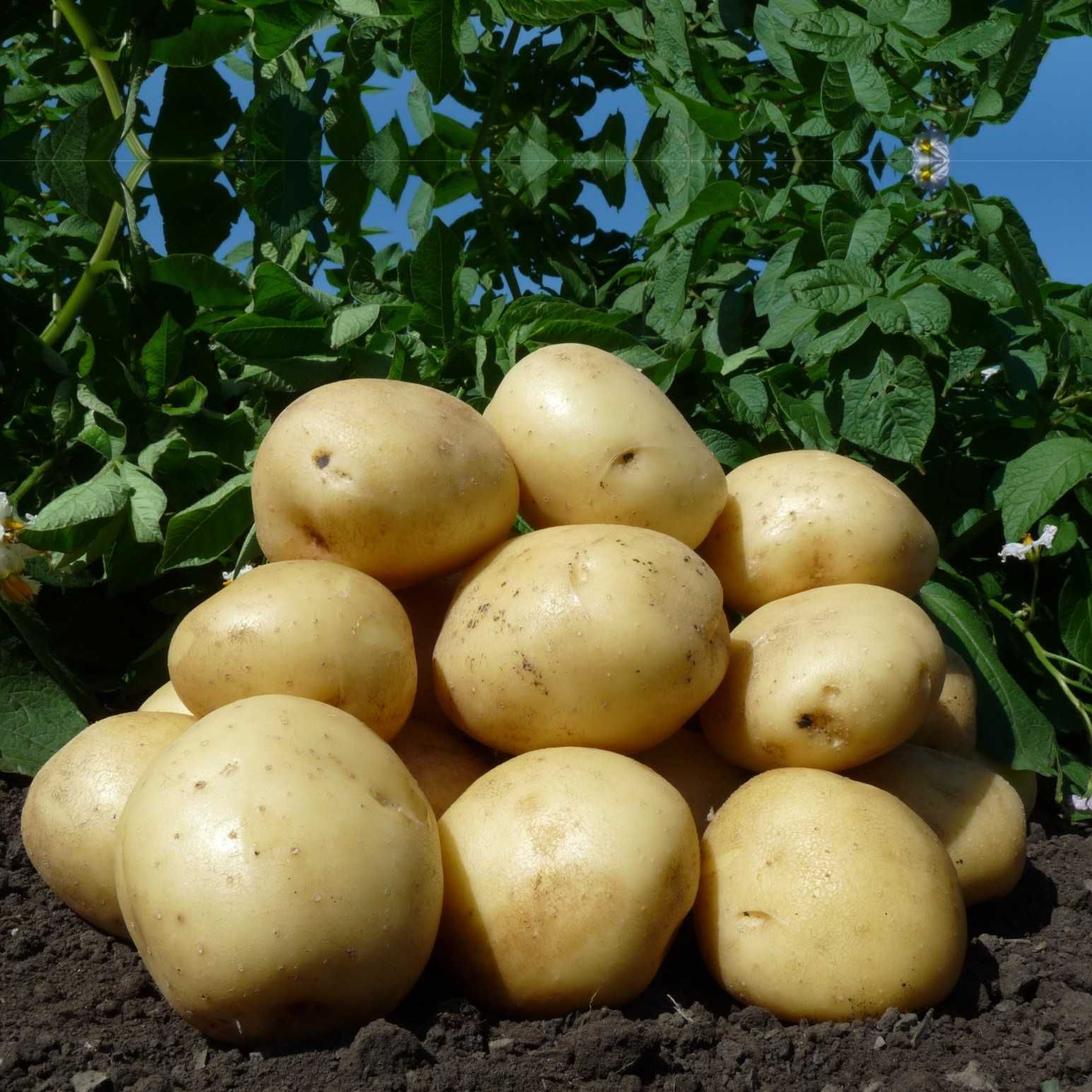 Картофель семенной от производителя