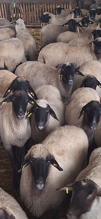 Vând 50 oi carabase tinere și gestante