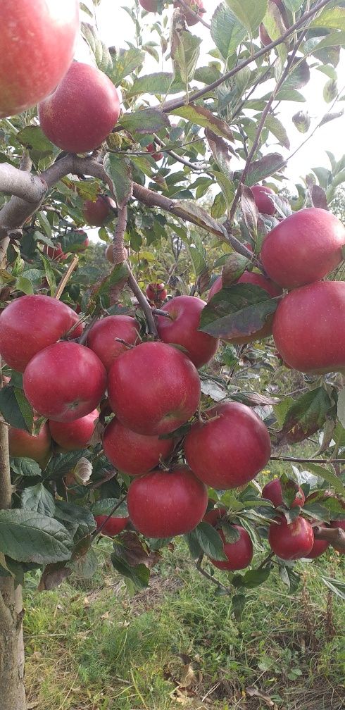 Vand mere IDARET ,mutu,florina si nuci