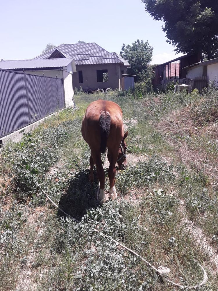 Продам лошадь молодую